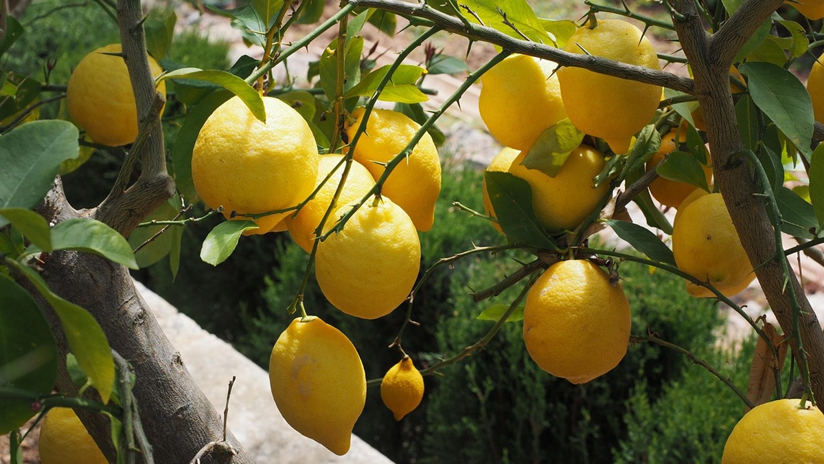 GROW4LEMON impulsa un modelo sostenible para el cultivo de limón en Andalucía